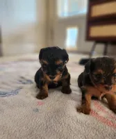 Brutus , a male Yorkshire Terrier and Poodle - Toy  for sale in Cimarron, KS – 4 of 6