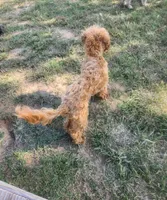Lex, a male Poodle - Miniature  for sale in Cimarron, KS – 2 of 2