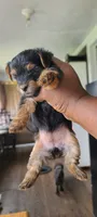 Sadie, a female Yorkshire Terrier for sale in Cimarron, KS – 5 of 8
