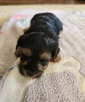 Chrissy, a female Yorkshire Terrier and Poodle - Toy  for sale in Cimarron, KS – 2 of 5