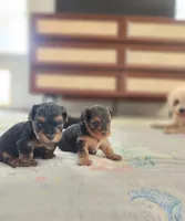 Sugar, a female Yorkshire Terrier and Poodle - Toy  for sale in Cimarron, KS – 4 of 6