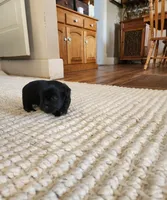 Phillepa, a male Yorkshire Terrier and Poodle - Toy  for sale in Cimarron, KS – 7 of 7