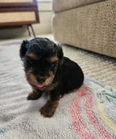 Brutus , a male Yorkshire Terrier and Poodle - Toy  for sale in Cimarron, KS – 2 of 6