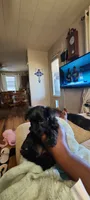 Armani , a male Yorkshire Terrier and Poodle - Toy  for sale in Cimarron, KS – 7 of 8