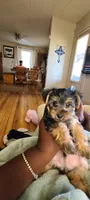 Max. Teddy Bear), a male Yorkshire Terrier and Poodle - Toy  for sale in Cimarron, KS – 5 of 9