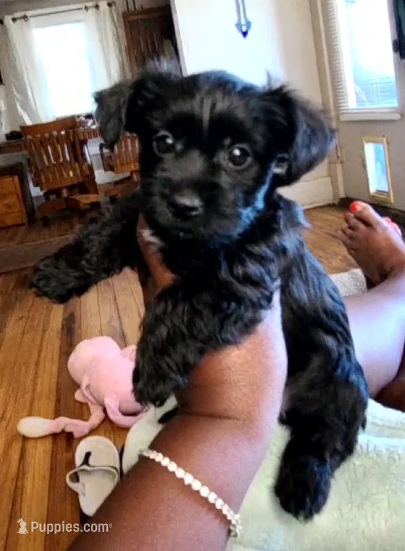 Armani  – Yorkshire Terrier, Poodle - Toy  puppy for sale in Cimarron, KS