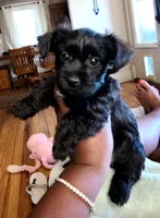 Armani , a male Yorkshire Terrier and Poodle - Toy  for sale in Cimarron, KS – 1 of 8