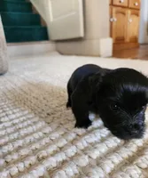 Phillepa, a male Yorkshire Terrier and Poodle - Toy  for sale in Cimarron, KS – 3 of 7