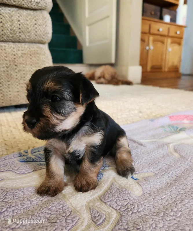 Chrissy – Yorkshire Terrier, Poodle - Toy  puppy for sale in Cimarron, KS