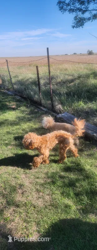 Lex – Poodle - Miniature  puppy for sale in Cimarron, KS