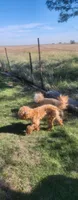 Lex, a male Poodle - Miniature  for sale in Cimarron, KS – 1 of 2