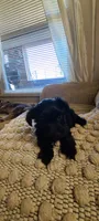 Armani , a male Yorkshire Terrier and Poodle - Toy  for sale in Cimarron, KS – 4 of 8