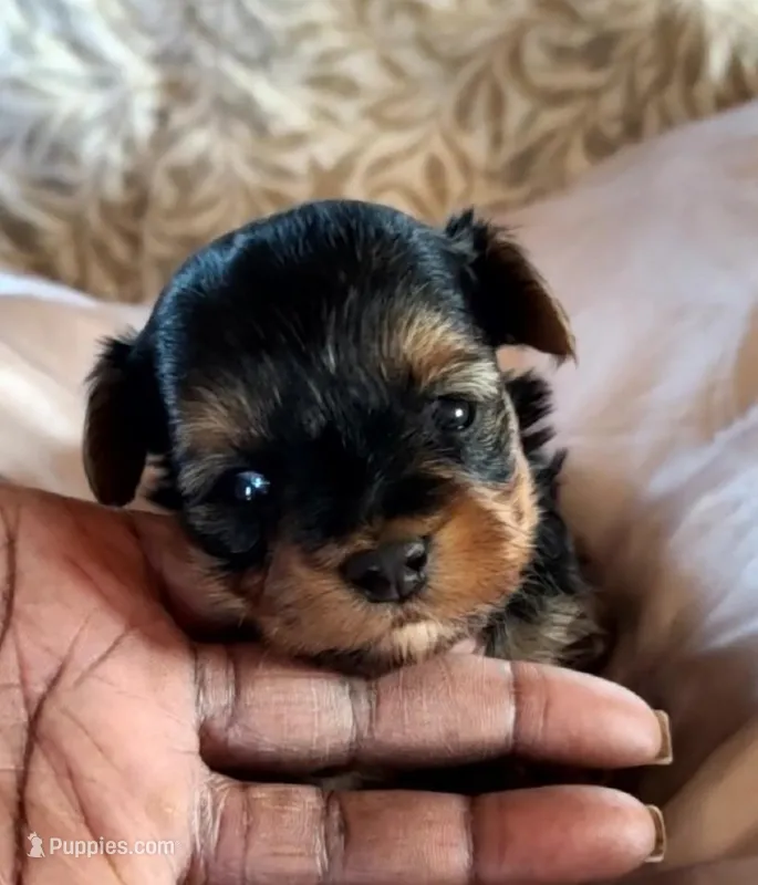 Chimmy – Yorkshire Terrier puppy for sale in Cimarron, KS