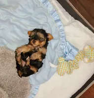 Chimmy, a male Yorkshire Terrier for sale in Cimarron, KS – Photo 3 of 3