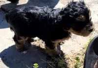 Chimmy, a male Yorkshire Terrier for sale in Cimarron, KS – Photo 2 of 9