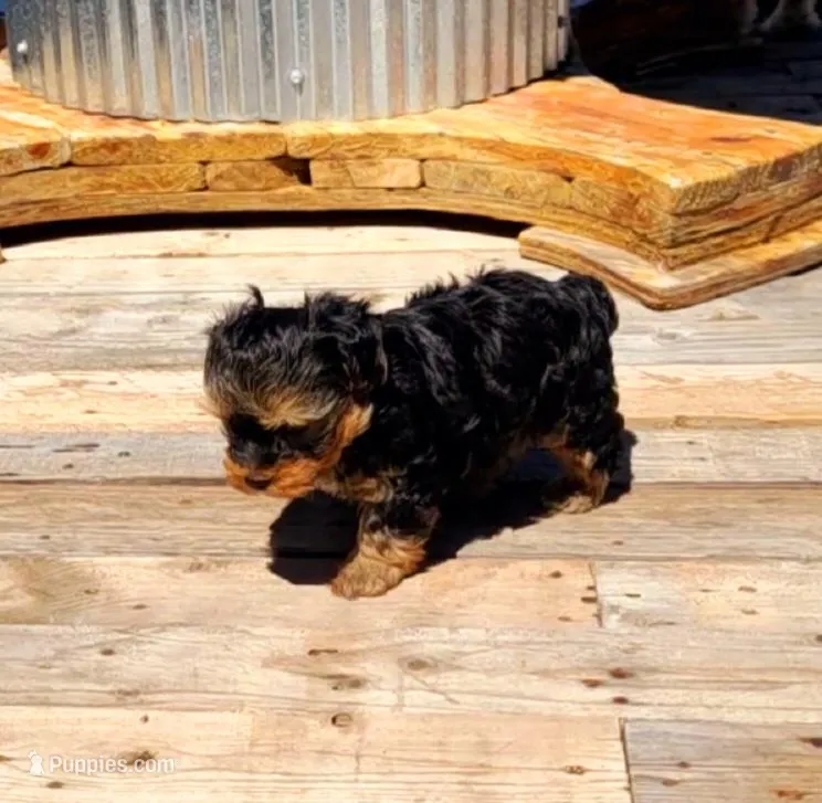 Chimmy – Yorkshire Terrier, Poodle - Toy  puppy for sale in Cimarron, KS