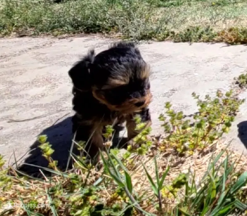 Chimmy – Yorkshire Terrier puppy for sale in Cimarron, KS
