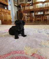 Brother, a male Yorkshire Terrier and Poodle - Toy  for sale in Cimarron, KS – 7 of 9