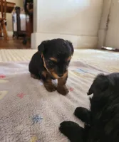 Brutus , a male Yorkshire Terrier and Poodle - Toy  for sale in Cimarron, KS – 3 of 6