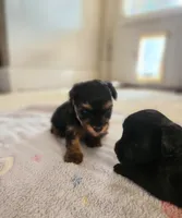 Brutus , a male Yorkshire Terrier and Poodle - Toy  for sale in Cimarron, KS – 5 of 6