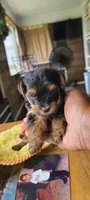 Sadie, a female Yorkshire Terrier for sale in Cimarron, KS – 1 of 8