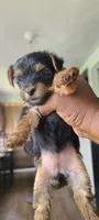 Sadie, a female Yorkshire Terrier for sale in Cimarron, KS – 7 of 8