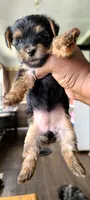 Sadie, a female Yorkshire Terrier for sale in Cimarron, KS – 4 of 8