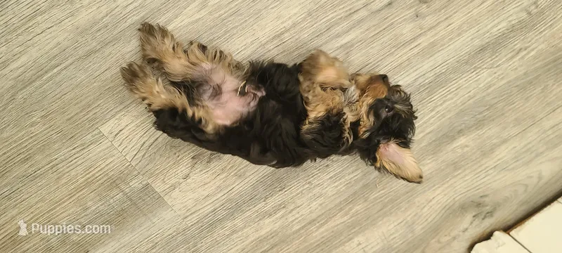 Max. Teddy Bear) – Yorkshire Terrier, Poodle - Toy  puppy for sale in Cimarron, KS