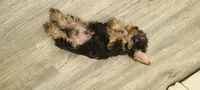 Max. Teddy Bear), a male Yorkshire Terrier and Poodle - Toy  for sale in Cimarron, KS – 1 of 9