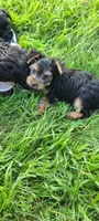 Max. Teddy Bear), a male Yorkshire Terrier and Poodle - Toy  for sale in Cimarron, KS – 6 of 9