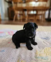 Brother, a male Yorkshire Terrier and Poodle - Toy  for sale in Cimarron, KS – 2 of 9