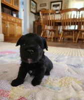 Brother, a male Yorkshire Terrier and Poodle - Toy  for sale in Cimarron, KS – 3 of 9