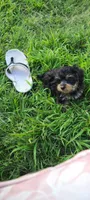 Batman , a male Yorkshire Terrier for sale in Cimarron, KS – 5 of 9
