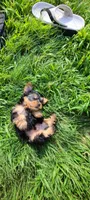 Max. Teddy Bear), a male Yorkshire Terrier and Poodle - Toy  for sale in Cimarron, KS – 3 of 9