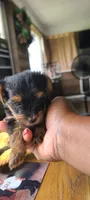 Sadie, a female Yorkshire Terrier for sale in Cimarron, KS – 6 of 8