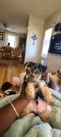 Max. Teddy Bear), a male Yorkshire Terrier and Poodle - Toy  for sale in Cimarron, KS – 7 of 9