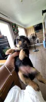 Sadie, a female Yorkshire Terrier for sale in Cimarron, KS – 3 of 8