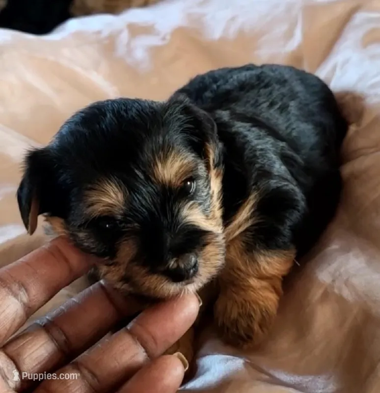 Candie – Yorkshire Terrier, Poodle - Toy  puppy for sale in Cimarron, KS