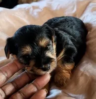 Candie, a female Yorkshire Terrier and Poodle - Toy  for sale in Cimarron, KS – Photo 1 of 2