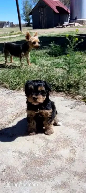 Candie – Yorkshire Terrier, Poodle - Toy  puppy for sale in Cimarron, KS