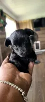 Quena, a female Yorkshire Terrier and Poodle - Toy  for sale in Cimarron, KS – 1 of 5