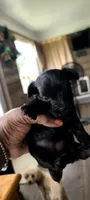 Quena, a female Yorkshire Terrier and Poodle - Toy  for sale in Cimarron, KS – 4 of 5