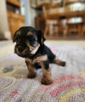 Chrissy, a female Yorkshire Terrier and Poodle - Toy  for sale in Cimarron, KS – 4 of 5