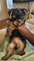 Sadie, a female Yorkshire Terrier for sale in Cimarron, KS – 2 of 8