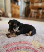 Chrissy, a female Yorkshire Terrier and Poodle - Toy  for sale in Cimarron, KS – 5 of 5