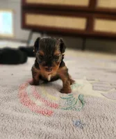 Sugar, a female Yorkshire Terrier and Poodle - Toy  for sale in Cimarron, KS – 5 of 6