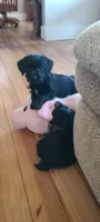 Armani , a male Yorkshire Terrier and Poodle - Toy  for sale in Cimarron, KS – 6 of 8