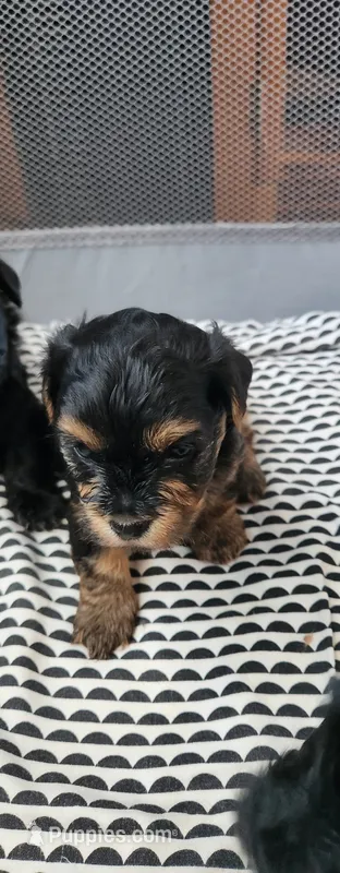 Brutus  – Yorkshire Terrier, Poodle - Toy  puppy for sale in Cimarron, KS