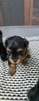 Brutus , a male Yorkshire Terrier and Poodle - Toy  for sale in Cimarron, KS – 1 of 6