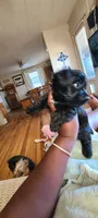 Armani , a male Yorkshire Terrier and Poodle - Toy  for sale in Cimarron, KS – 3 of 8